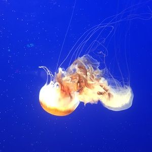 Meet your Posher, Bridget